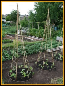 45 Creative Climbing Plant Garden Ideas for a Lush Green Outdoor Sanctuary - image 8