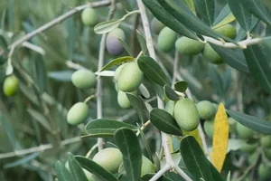 The Secrets of the Argan Tree: Discovering the Story Behind the World's Liquid Gold - image 7