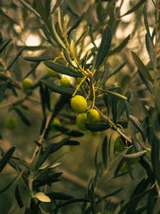The Secrets of the Argan Tree: Discovering the Story Behind the World's Liquid Gold - image 1