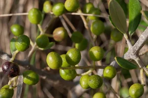 The Secrets of the Argan Tree: Discovering the Story Behind the World's Liquid Gold - image 0