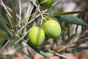 The Secrets of the Argan Tree: Discovering the Story Behind the World's Liquid Gold - image 5