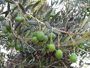 The Secrets of the Argan Tree: Discovering the Story Behind the World's Liquid Gold - image 2