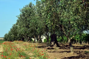 The Secrets of the Argan Tree: Discovering the Story Behind the World's Liquid Gold - image 3