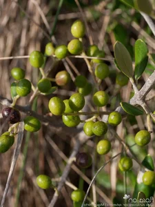 The Secrets of the Argan Tree: Discovering the Story Behind the World's Liquid Gold - image 6