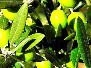 The Secrets of the Argan Tree: Discovering the Story Behind the World's Liquid Gold - image 4