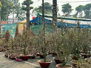 Beautiful Tet Traditions and Customs Cherished by Vietnamese Families - image 4