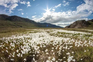 Fascinating Facts About Greenland: Discover Earth's Largest Island and Its Secrets - image 1