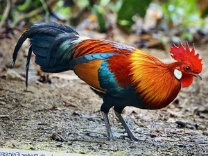 Discovering Vietnam’s Most Mysterious and Rare Wild Chicken Species - image 4