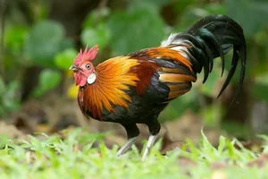 Discovering Vietnam’s Most Mysterious and Rare Wild Chicken Species - image 8