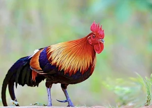 Discovering Vietnam’s Most Mysterious and Rare Wild Chicken Species - image 7