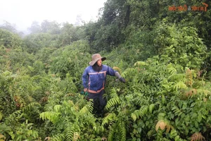 The Daily Grind: A Glimpse into the Life of a Forager Bringing Nature to the City - image 9