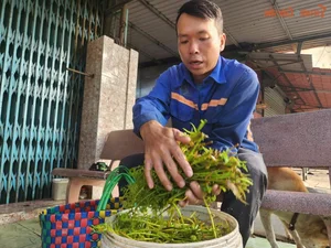 The Daily Grind: A Glimpse into the Life of a Forager Bringing Nature to the City - image 8
