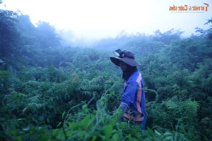 The Daily Grind: A Glimpse into the Life of a Forager Bringing Nature to the City - image 10
