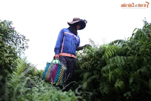 The Daily Grind: A Glimpse into the Life of a Forager Bringing Nature to the City - image 2