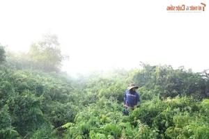 The Daily Grind: A Glimpse into the Life of a Forager Bringing Nature to the City - image 7