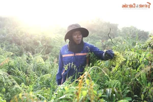 The Daily Grind: A Glimpse into the Life of a Forager Bringing Nature to the City - image 1