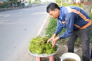 The Daily Grind: A Glimpse into the Life of a Forager Bringing Nature to the City - image 6
