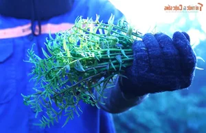 The Daily Grind: A Glimpse into the Life of a Forager Bringing Nature to the City - image 5