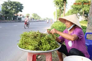 The Daily Grind: A Glimpse into the Life of a Forager Bringing Nature to the City - image 4