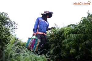 The Daily Grind: A Glimpse into the Life of a Forager Bringing Nature to the City - image 3