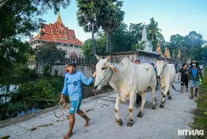 The Vibrant Bay Nui Bull Racing Festival Starting From Dawn - image 11