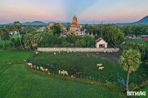 The Vibrant Bay Nui Bull Racing Festival Starting From Dawn - image 12