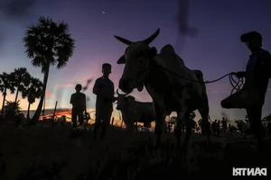 The Vibrant Bay Nui Bull Racing Festival Starting From Dawn - image 4