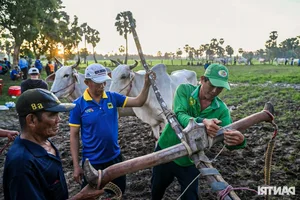 The Vibrant Bay Nui Bull Racing Festival Starting From Dawn - image 8