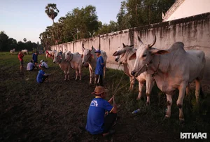 The Vibrant Bay Nui Bull Racing Festival Starting From Dawn - image 3