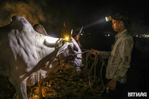 The Vibrant Bay Nui Bull Racing Festival Starting From Dawn - image 13