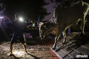 The Vibrant Bay Nui Bull Racing Festival Starting From Dawn - image 5