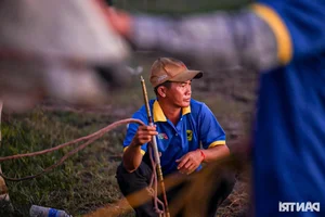 The Vibrant Bay Nui Bull Racing Festival Starting From Dawn - image 10