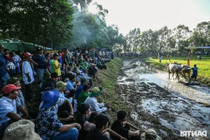 The Vibrant Bay Nui Bull Racing Festival Starting From Dawn - image 9