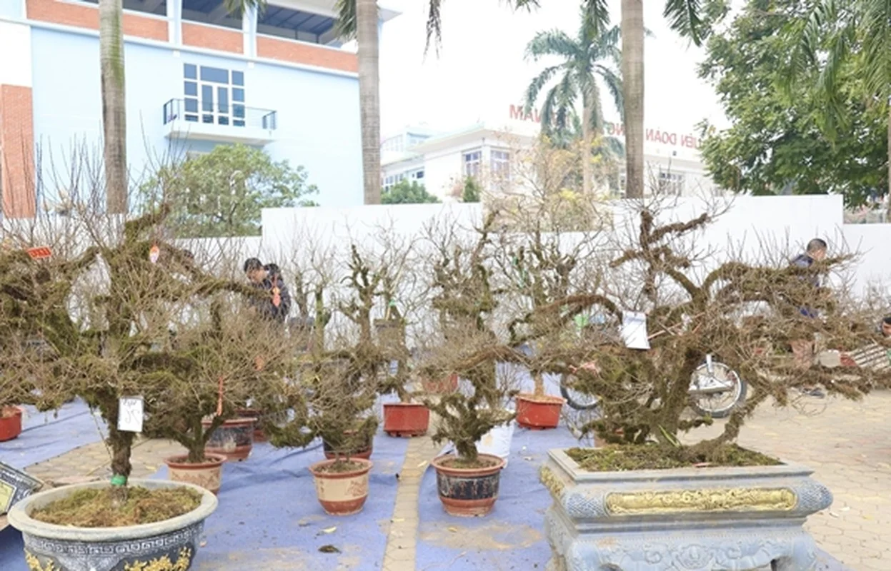 Nhất Chi Mai: The Rising Trend of Moss-Covered Bonsai for Tet 2025
