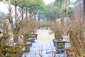 Nhất Chi Mai: The Rising Trend of Moss-Covered Bonsai for Tet 2025 - image 1