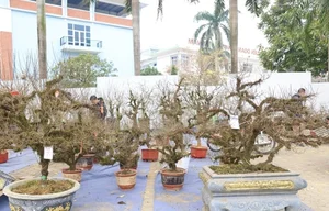 Nhất Chi Mai: The Rising Trend of Moss-Covered Bonsai for Tet 2025 - image 0