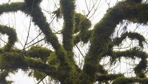 Nhất Chi Mai: The Rising Trend of Moss-Covered Bonsai for Tet 2025 - image 5