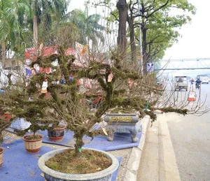 Nhất Chi Mai: The Rising Trend of Moss-Covered Bonsai for Tet 2025 - image 4