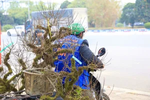 Nhất Chi Mai: The Rising Trend of Moss-Covered Bonsai for Tet 2025 - image 7