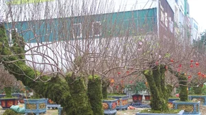 Nhất Chi Mai: The Rising Trend of Moss-Covered Bonsai for Tet 2025 - image 8