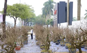 Nhất Chi Mai: The Rising Trend of Moss-Covered Bonsai for Tet 2025 - image 2