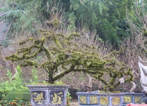 Nhất Chi Mai: The Rising Trend of Moss-Covered Bonsai for Tet 2025 - image 6