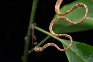 The Tentacled Snake: The Bizarre Predator With Lightning Reflexes - image 6