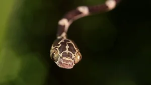 The Tentacled Snake: The Bizarre Predator With Lightning Reflexes - image 7