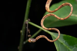 The Tentacled Snake: The Bizarre Predator With Lightning Reflexes - image 1