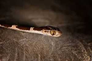 The Tentacled Snake: The Bizarre Predator With Lightning Reflexes - image 0