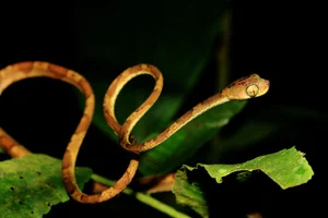 The Tentacled Snake: The Bizarre Predator With Lightning Reflexes - image 3