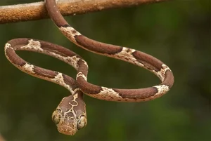 The Tentacled Snake: The Bizarre Predator With Lightning Reflexes - image 2