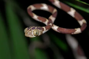 The Tentacled Snake: The Bizarre Predator With Lightning Reflexes - image 5