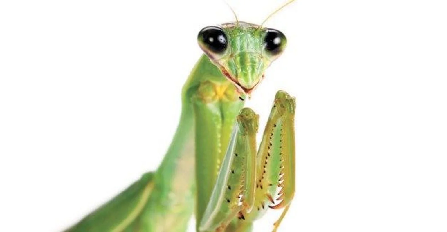 Mind-Blowing Facts About Nature's Most Notorious Predatory Insects